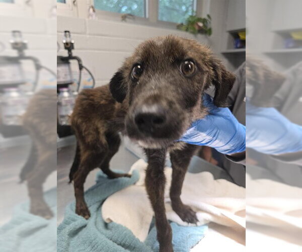 Medium Photo #1 Mutt Puppy For Sale in Tallahassee, FL, USA