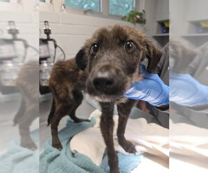 Mutt Dogs for adoption in Tallahassee, FL, USA