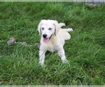 Tallulah - Female Golden Retriever Puppy for Sale - Photo #7