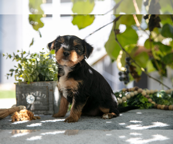 Medium Photo #2 Shorkie Tzu Puppy For Sale in KIRKWOOD, PA, USA