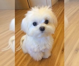 Father of the Maltese puppies born on 09/17/2025