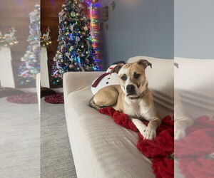 Boxer-Unknown Mix Dogs for adoption in Aurora, IN, USA