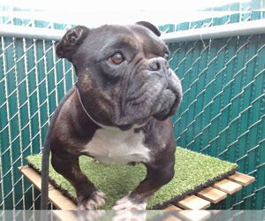 French Bulldog Dogs for adoption in Downey, CA, USA
