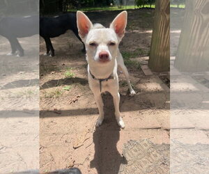 Chihuahua-Unknown Mix Dogs for adoption in Social Circle, GA, USA