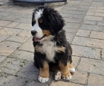 Puppy Light Blue Bernese Mountain Dog