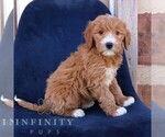Small #1 Goldendoodle (Miniature)