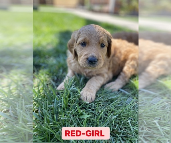 Full screen Photo #4 Goldendoodle Puppy For Sale in SACRAMENTO, CA, USA