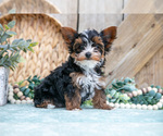Small #1 Yorkshire Terrier