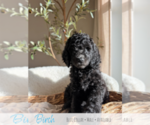 Puppy Birch Goldendoodle mix (+ Poodle Standard)
