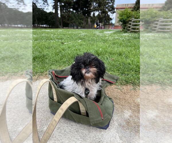 Medium Photo #7 Shih Tzu Puppy For Sale in Pacifica, CA, USA