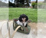 Small #6 Shih Tzu