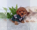Small #8 Cavalier King Charles Spaniel-Poodle (Toy) Mix