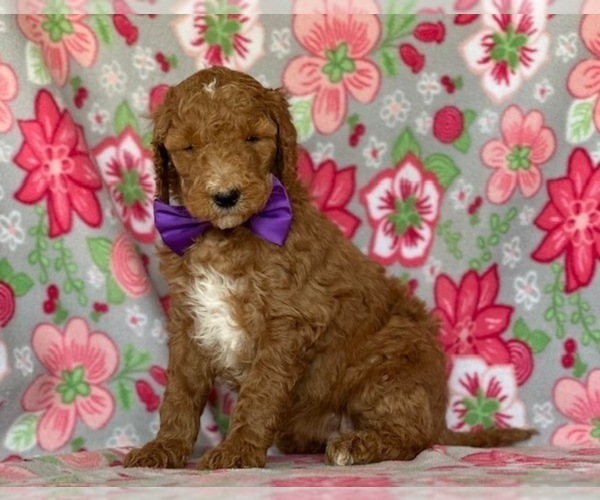 Medium Photo #4 Goldendoodle Puppy For Sale in LANCASTER, PA, USA