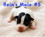 Puppy Male 5 Jack Russell Terrier