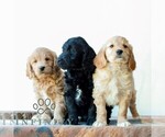 Small #1 Goldendoodle (Miniature)