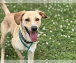 Small #1 Labrador Retriever