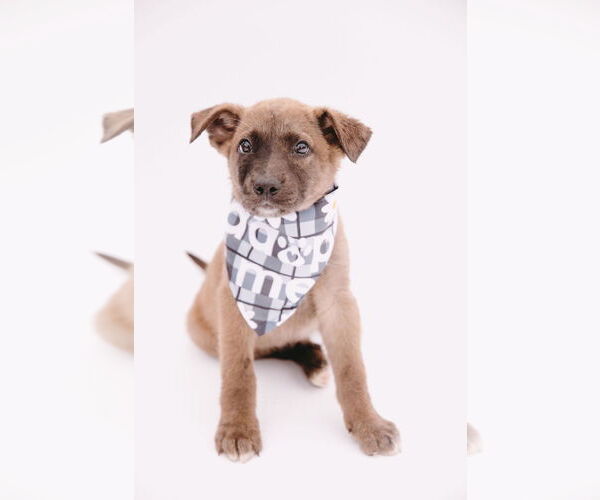 Medium Photo #2 Mutt Puppy For Sale in Princeton, MN, USA