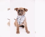Small #1 Mutt