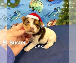 Yorkshire Terrier Puppy for sale in WINNSBORO, LA, USA