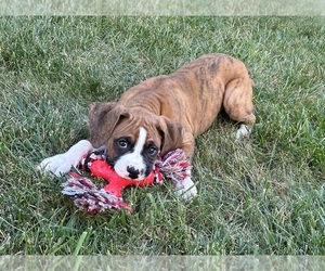 Boxer Puppy for sale in GREENWOOD, IN, USA