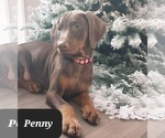 Small Photo #10 Doberman Pinscher Puppy For Sale in POMEROY, OH, USA