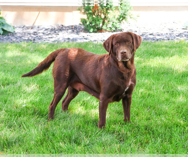 Medium Photo #1 Labrador Retriever Puppy For Sale in SYRACUSE, IN, USA