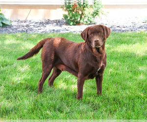 Labrador Retriever Puppy for sale in SYRACUSE, IN, USA