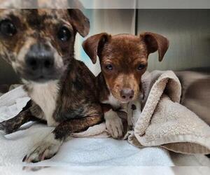 Chihuahua Dogs for adoption in Pasadena, CA, USA