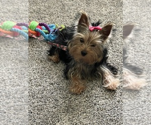 Yorkshire Terrier Puppy for sale in NEW SALISBURY, IN, USA