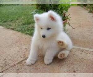 Samoyed Puppy for sale in MARICOPA, CA, USA