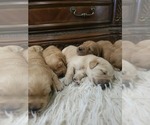 Small #9 Golden Retriever
