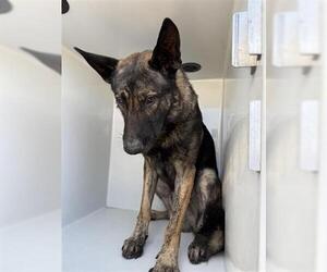 German Shepherd Dog-Holland Shepherd Mix Dogs for adoption in Houston, TX, USA