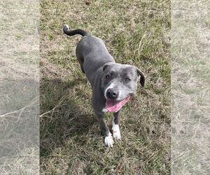 Marcy - Female Mutt Dog for Adoption - Photo #5