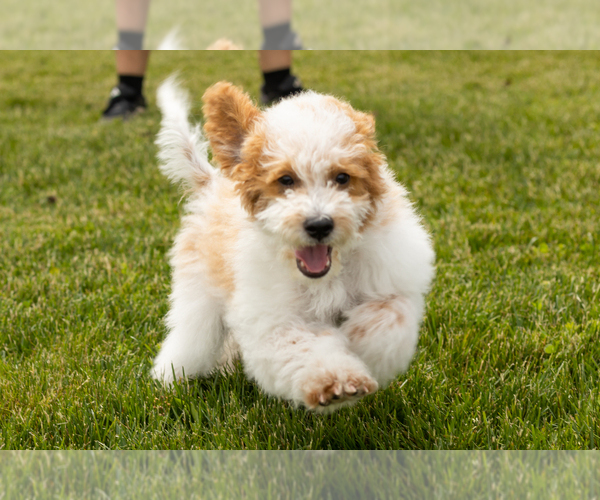 Medium Photo #1 Goldendoodle (Miniature) Puppy For Sale in WOLCOTTVILLE, IN, USA