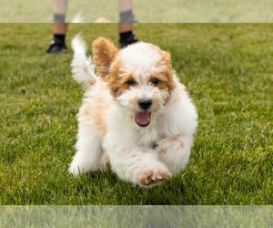 Goldendoodle (Miniature) Puppy for sale in WOLCOTTVILLE, IN, USA