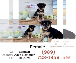 Rat-Cha Puppy for sale in WEST BRANCH, MI, USA