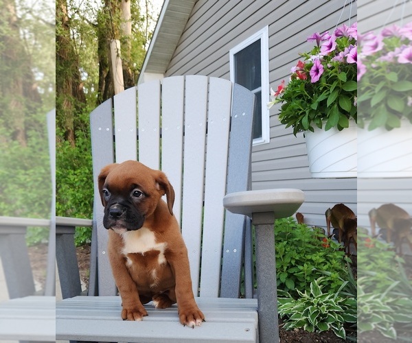 Medium Photo #5 Boxer Puppy For Sale in EDINA, MO, USA