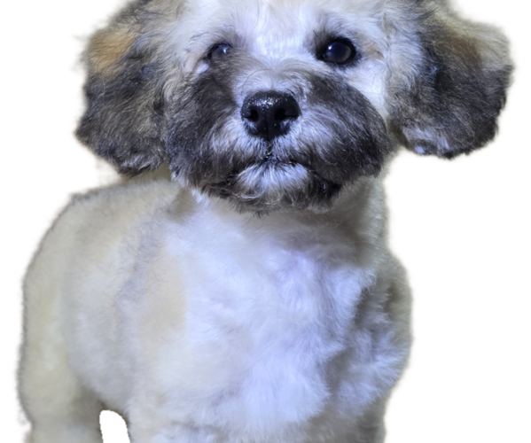 Medium Photo #4 Maltipoo-Shih Tzu Mix Puppy For Sale in SCOTTSDALE, AZ, USA