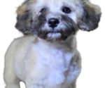 Small Photo #4 Maltipoo-Shih Tzu Mix Puppy For Sale in SCOTTSDALE, AZ, USA