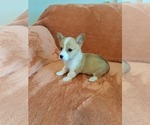 Small #6 Pembroke Welsh Corgi