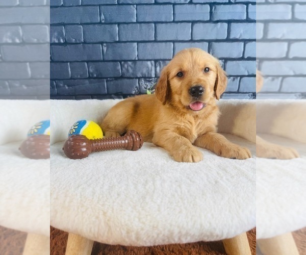 Medium Photo #7 Golden Retriever Puppy For Sale in OCALA, FL, USA