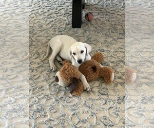 Golden Labrador Dogs for adoption in Bonita Springs, FL, USA