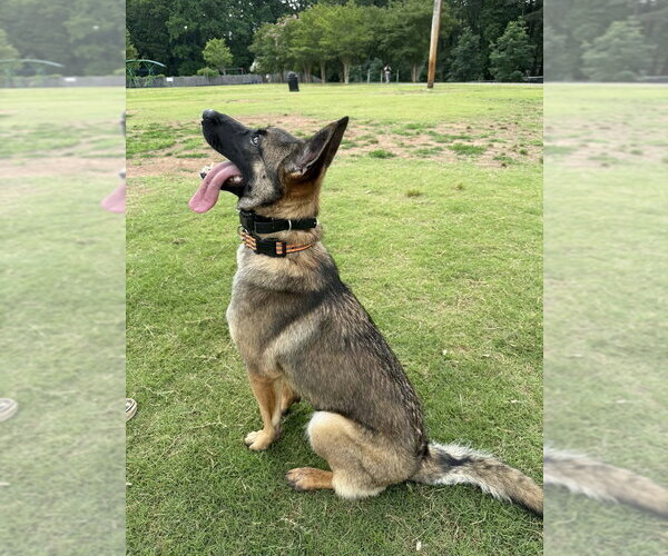 Medium Photo #4 German Shepherd Dog-Unknown Mix Puppy For Sale in Imlay City, MI, USA