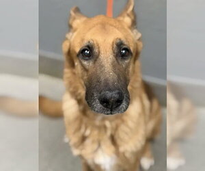 German Shepherd Dog-Unknown Mix Dogs for adoption in Las Vegas, NV, USA