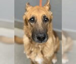 Small German Shepherd Dog Mix