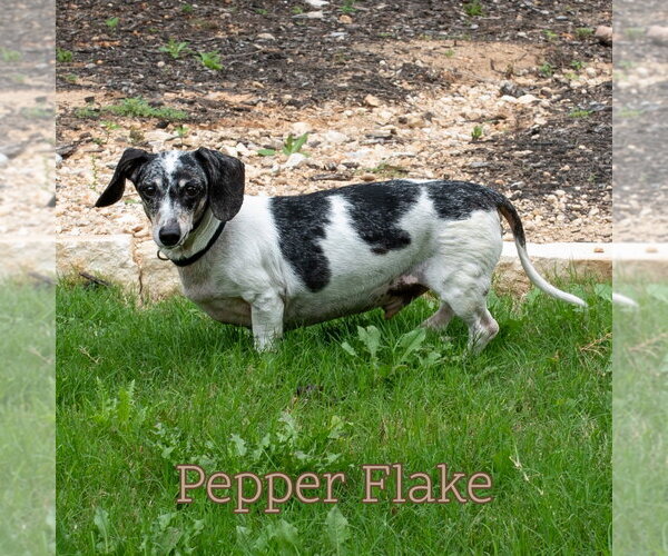 Medium Photo #13 Dachshund Puppy For Sale in San Antonio, TX, USA