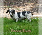 Small #12 Dachshund
