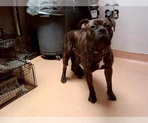 Medium Mastiff Mix