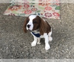 Small Photo #9 Cavalier King Charles Spaniel Puppy For Sale in SHELBYVILLE, KY, USA