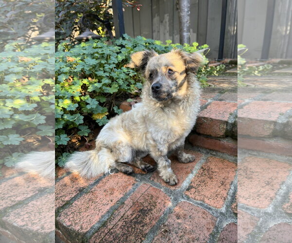 Medium Photo #6 Chi-Poo (Toy) Puppy For Sale in San Francisco, CA, USA